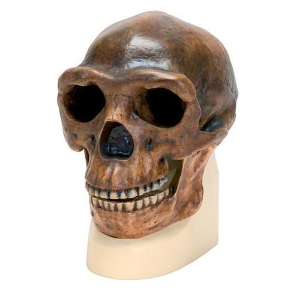 3B Scientific Replica H. Erectus Pekinensis Skull 1001293